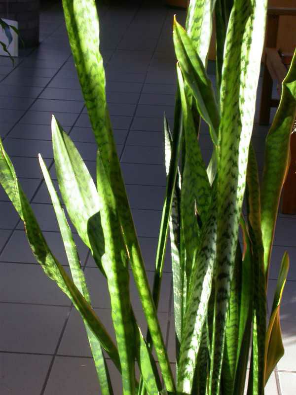 Snake plant (Sansevieria trifasciata)